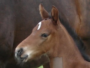 DSC03925_300x225.jpg DSC03925_300x225.jpg