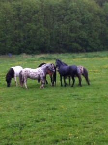 023_51_224x300.jpg 023_51_224x300.jpg