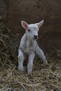 IMG_0148_200x300.jpg IMG_0148_200x300.jpg