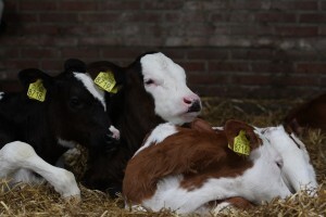 IMG_0145_300x200.jpg IMG_0145_300x200.jpg