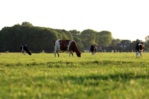 weiland_600x400.png weiland_600x400.png